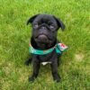 pug puppies for sale in florida