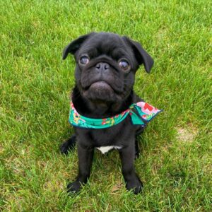pug puppies for sale in florida