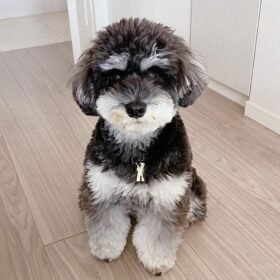 full grown teacup miniature schnauzer