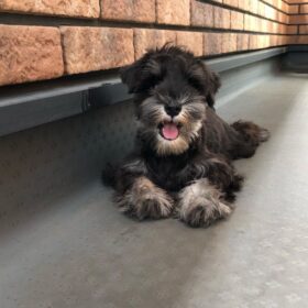 teacup schnauzer for sale