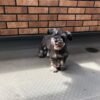 teacup schnauzer for sale