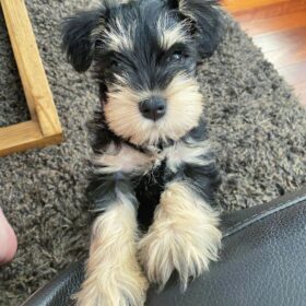 miniature schnauzer for sale craigslist