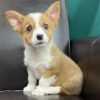 corgi puppies for sale under $500