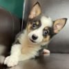 Corgi puppies for sale under $300