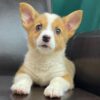 corgi puppies for sale under $500