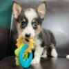 Corgi puppies for sale under $300