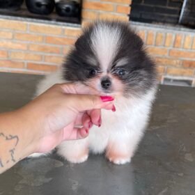 cheap Pomeranian puppies for sale