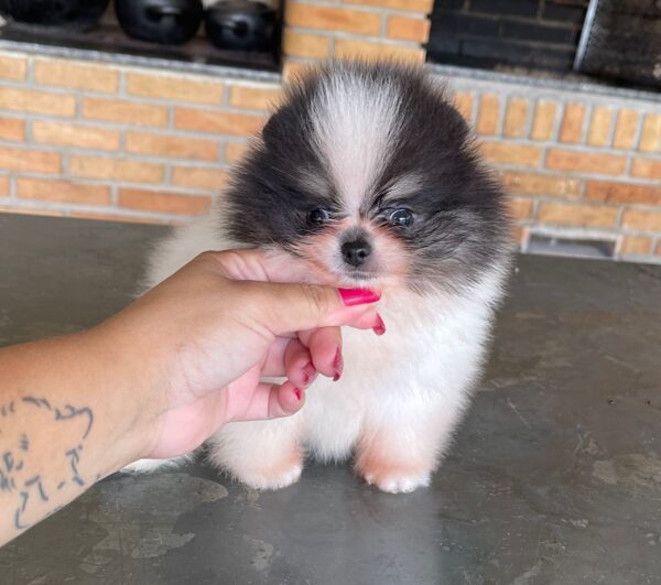 cheap Pomeranian puppies for sale