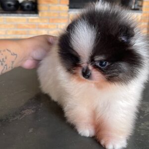 cheap Pomeranian puppies for sale