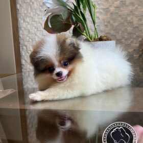 teacup Pomeranian puppies for sale $250
