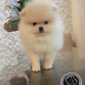 Teacup Pomeranian puppies