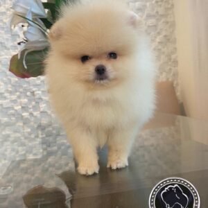 Teacup Pomeranian puppies