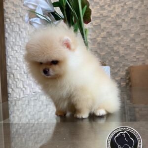 Teacup Pomeranian puppies