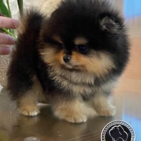 Pomeranian teacup puppies Pomeranian teacup puppies