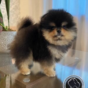 Pomeranian teacup puppies