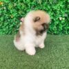 cute Pomeranian puppies