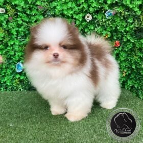 Pomeranian puppies near me