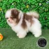 Pomeranian puppies near me