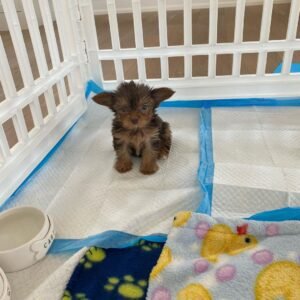 yorkie puppies