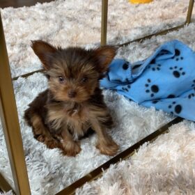 yorkie puppies