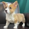 corgi puppies for sale under $500