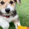 corgi puppies for sale new jersey