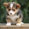 corgi puppies for sale Texas