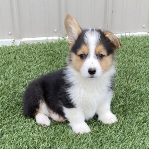 corgi puppies for sale under $400