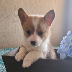 corgi puppies for sale Indiana