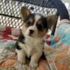 corgi puppies for sale NY