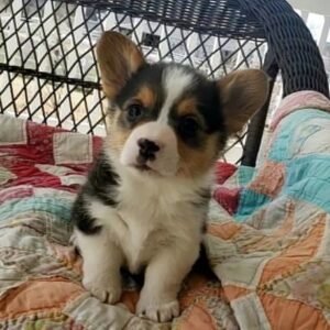 corgi puppies for sale NY