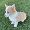 corgi puppies for sale los Angeles