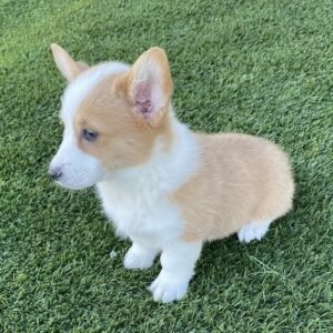 corgi puppies for sale los Angeles