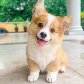 corgi puppies for sale in ga