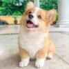 corgi puppies for sale in ga