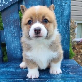 corgi puppies for sale Pennsylvania