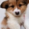 corgi puppies for sale california