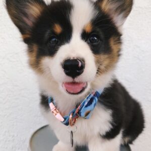 corgi puppies for sale in California