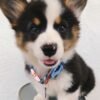 corgi puppies for sale in California