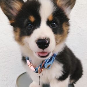 corgi puppies for sale in California