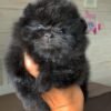 Pomeranian teacup for sale