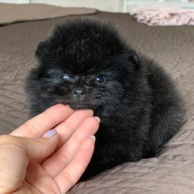 Pomeranian teacup for sale