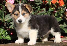 Pembroke Welsh Corgi Puppies