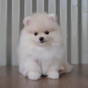 Pomeranian for sale