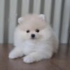 Pomeranian for sale