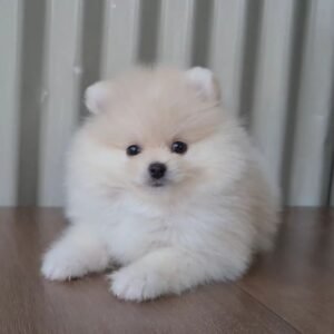 Pomeranian for sale