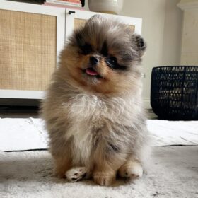 Pomeranian Chihuahua puppies