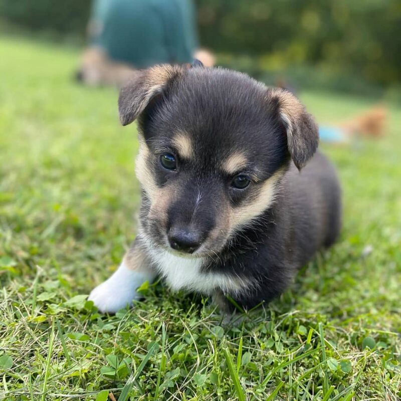 Mini corgi puppies for sale/Mini corgi puppies for sale near me