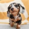 dapple dachshund puppy for sale