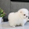teddy bear Pomeranian for sale near me